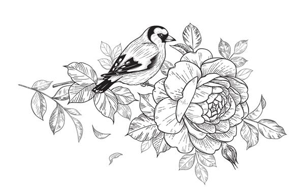 فنچ با دست کشیده شده روی شاخه گل رز جدا شده در زمینه سفید وکتور ترکیب گل زیبا تک رنگ با پرنده و گل به سبک وینتیج تی شرت طرح تاتو
