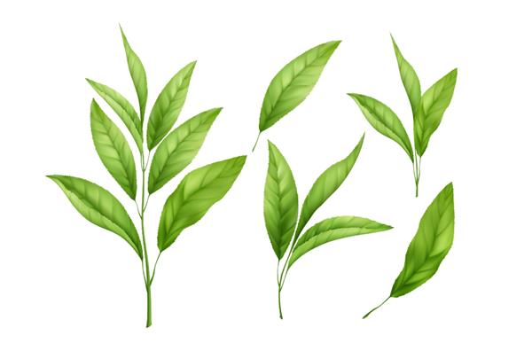 مجموعه ای از برگ ها و جوانه های واقعی چای سبز جدا شده در پس زمینه سفید شاخه چای سبز برگ چای وکتور EPS10