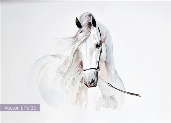 نقاشی آبرنگ پرتره اسب اندلسی وکتور EPS 10