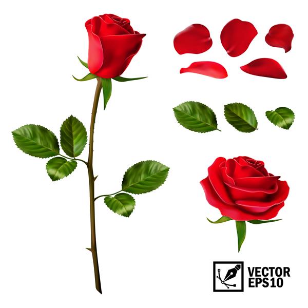 مجموعه عناصر وکتور واقع گرایانه از گل رز قرمز گلبرگ برگ جوانه و یک گل باز با قابلیت تغییر ظاهر گل مانند سازنده