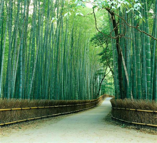 مسیر جنگلی از میان درختان بامبو