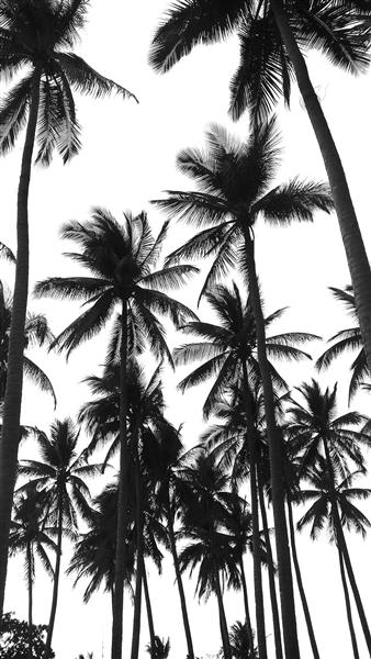 عکاسی سیاه و سفید با کنتراست بالا از درختان نخل