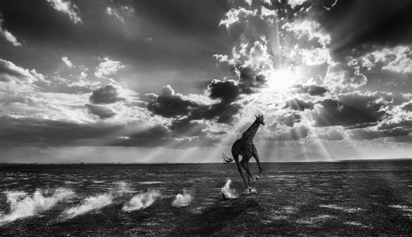 عکس سیاه و سفید زرافه در حال دویدن