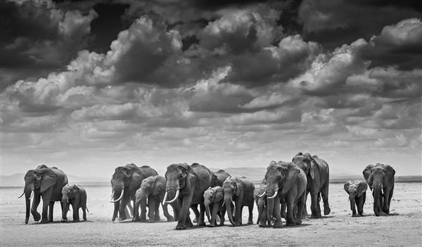 فیل ها در حال عبور عکس سیاه و سفید