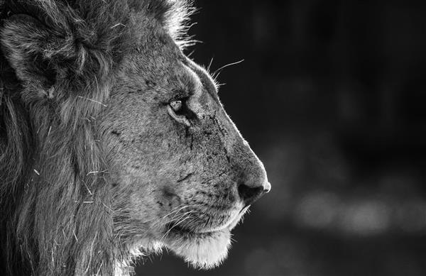 عکس سیاه و سفید از شیر سلطان جنگل