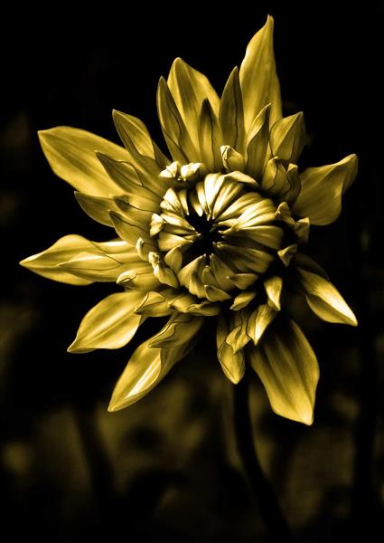 گل بزرگ طلایی در زمینه مشکی