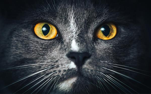 گربه ملوس با چشم های زیبا