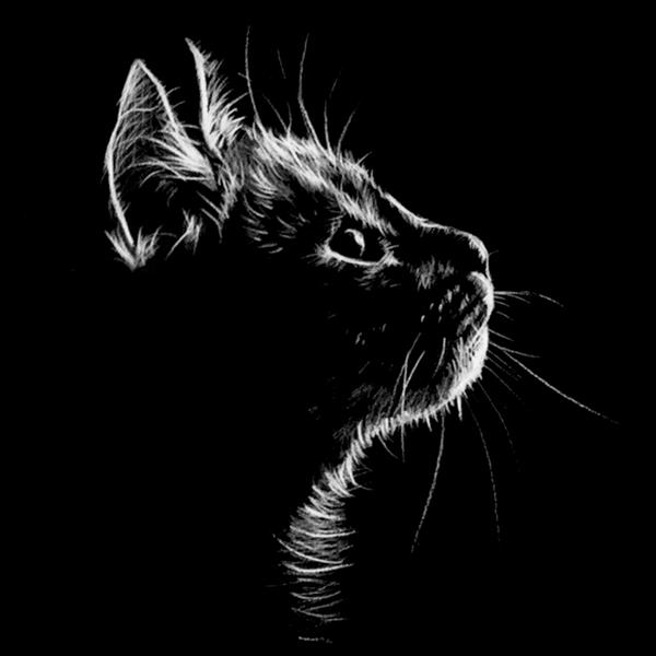عکس سیاه و سفید از گربه با ریم لایت