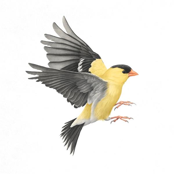 پرنده زرد و سیاه زیبا