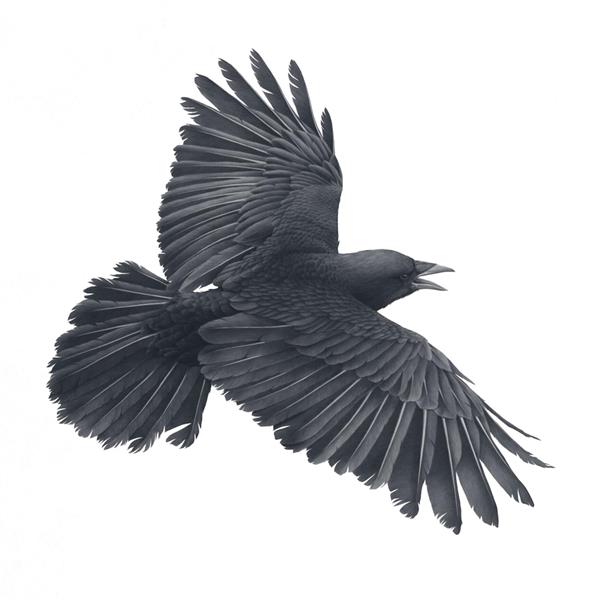کلاغ سیاه در حال پرواز