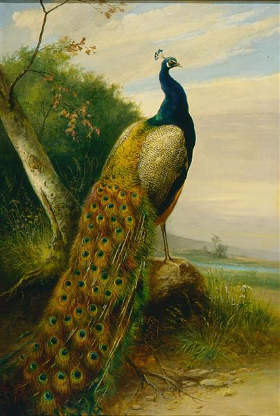 طاووس باغ سبز فلک یعنی آفتاب