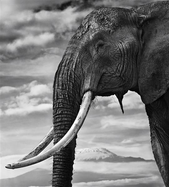 عکس سیاه و سفید گشت زنی برفی فیل