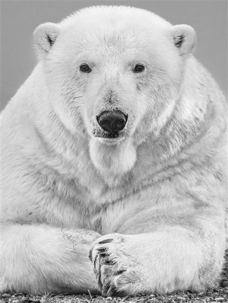 عکس سیاه و سفید خرس قطبی قوی