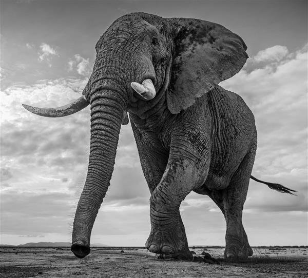 عکس سیاه و سفید از پادشاهی فیل غول پیکر