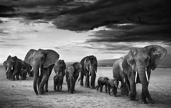 عکس سیاه و سفید خانواده فیل ها