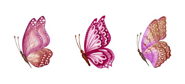 مجموعه ست پروانه های بهاری نقاشی شده با آبرنگ