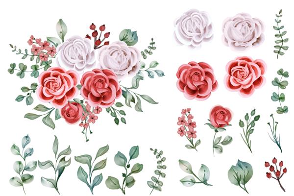 مجموعه ای از شی گل جدا شده با آبرنگ گل رز