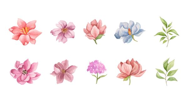 مجموعه ای از انواع گل و برگ برای طراحی دسته گل
