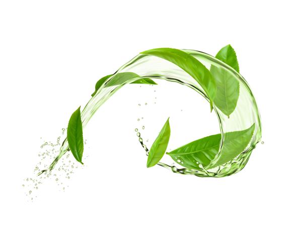 چای گیاهی چرخشی گرد با برگ‌های سبز و جریان آب وکتور نوشیدنی ارگانیک با اسپلاترها آگهی سه بعدی با ریزش شاخ و برگ واقعی در نوشیدنی عطر طبیعی گیاه تازه آبزی