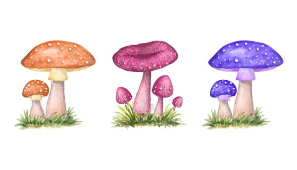 مجموعه ای از قارچ های وحشی با آبرنگ نقاشی شده با دست