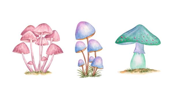 مجموعه ای از قارچ های وحشی با آبرنگ نقاشی شده با دست