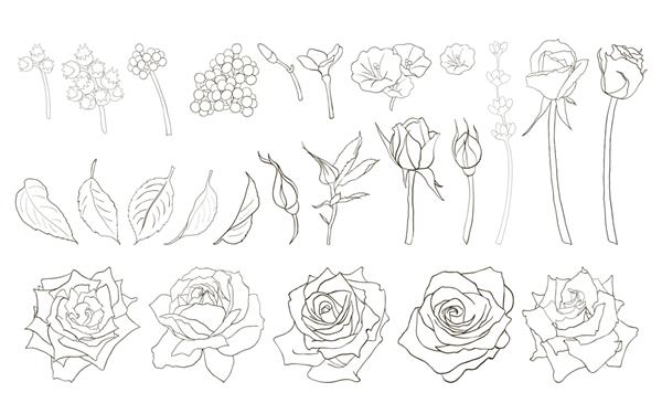 طرحی از گل های رز با برگ و اسطوخودوس