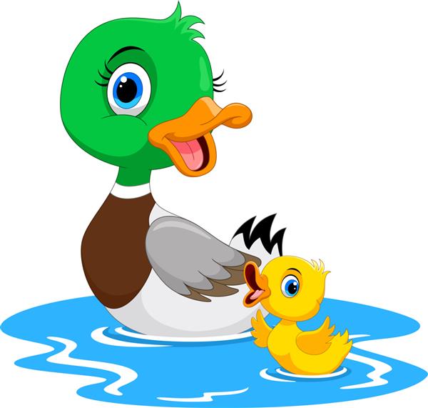 اردک مادر با جوجه اردک های ناز کوچک خود شنا می کند