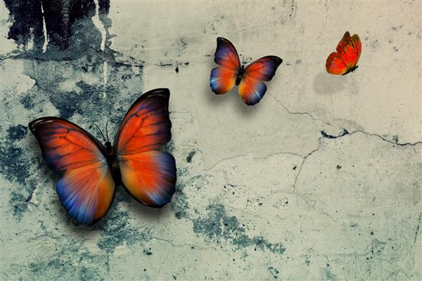 پروانه های زیبا روی سطح دیوار گرانج