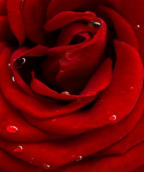 گل رز قرمز از نزدیک