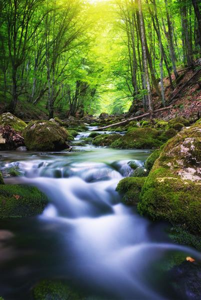 رودخانه در اعماق جنگل کوهستانی ترکیب طبیعت