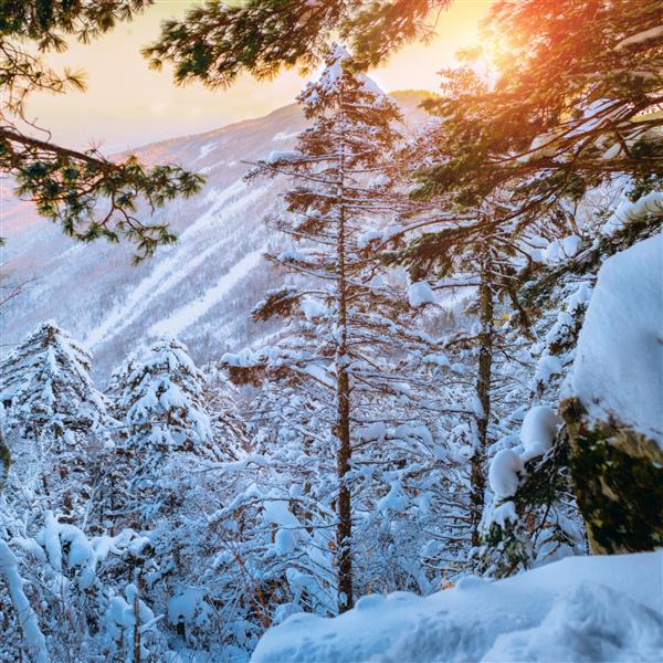 درختان برفی روسی منظره زمستانی در کوه فلازه