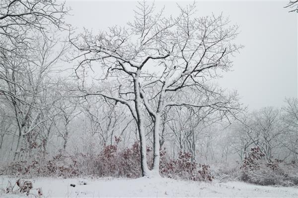 منظره زمستانی بارش برف در جنگل روسیه