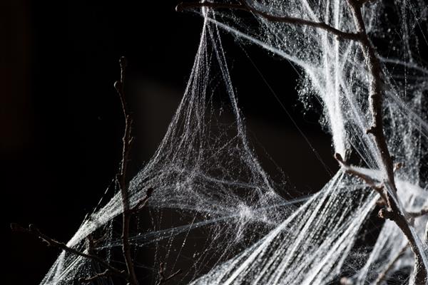 تار عنکبوت انتزاعی روی شاخه در پس زمینه سیاه
