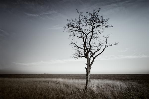 درخت مرده تنها طبیعت هنری