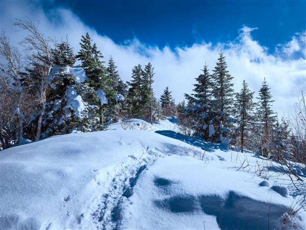 درختان برفی روسی منظره زمستانی در کوه فلازه