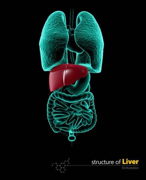 کبد انسان پس‌زمینه مشکی جدا شده با تصویر سه بعدی