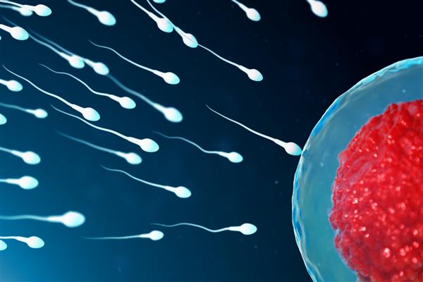 تصویر سه بعدی اسپرم و سلول تخمک تخمک نزدیک شدن اسپرم به سلول تخمک لقاح بومی و طبیعی مفهوم شروع یک زندگی جدید تخمک با هسته قرمز زیر میکروسکوپ حرکت اسپرم