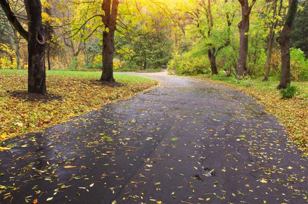 منظره پاییزی ترکیب طبیعت مسیر در پارک