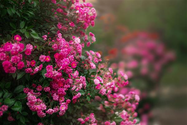 باغی زیبا با بوته های گل رز در تابستان