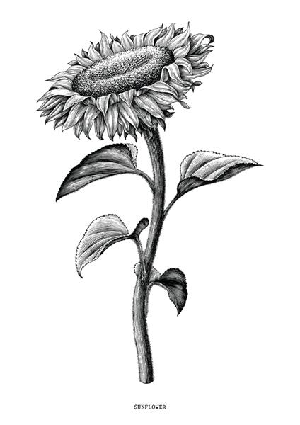 نقاشی دستی گل آفتابگردان با کلیپ آرت قدیمی سیاه و سفید جدا شده در پس زمینه سفید