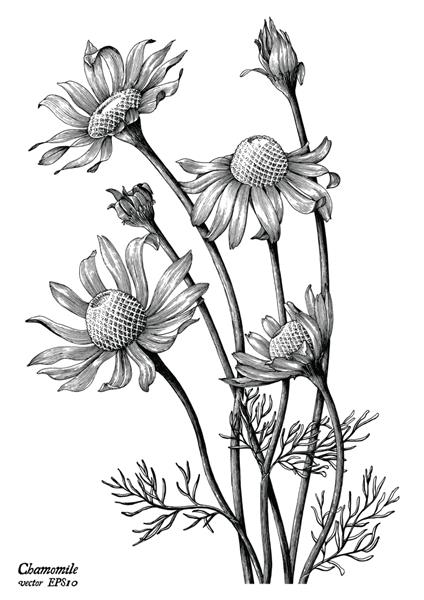 گل های بابونه با دست طراحی کلیپ آرت کلاسیک جدا شده در پس زمینه سفید
