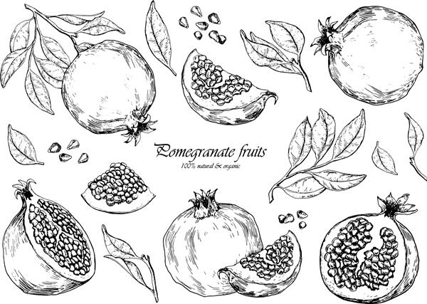 مجموعه ای از میوه های انار عناصر جدا شده برای طراحی تصویر وکتور دست کشیده