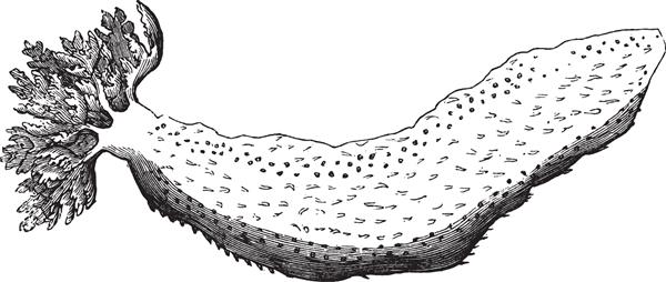 خیارهای دریایی معمولی اشکال مختلفی دارند که برخی از گونه‌های آن تقریباً در همه دریاها نقاشی خط‌های قدیمی یا تصویر حکاکی یافت می‌شوند