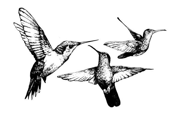وکتور طرح مرغ مگس خوار وکتور تصویر طرح کولیبری پرنده مگس خوار طراحی شده با دست جدا شده روی سفید