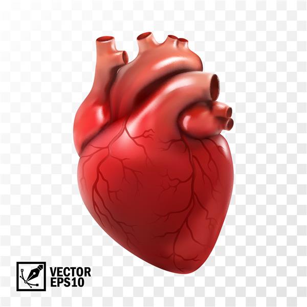 وکتور سه بعدی واقع گرایانه قلب انسان جدا شده قلب صحیح آناتومیک با سیستم وریدی