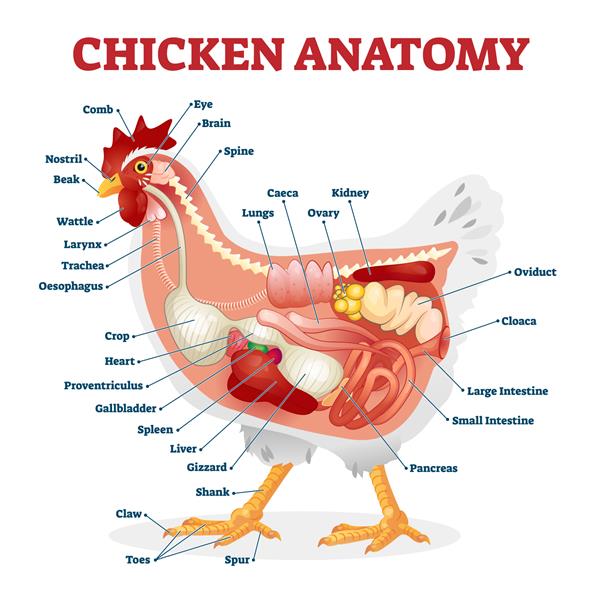 تصویر وکتور آناتومی مرغ طرح اندام های داخلی بیولوژیکی نشاندار شده گرافیک جانورشناسی با استخوان های پرندگان دستگاه گوارش و ساختار داخلی مرغ های سالم آموزشی رادیوگرافی از نمای جانبی