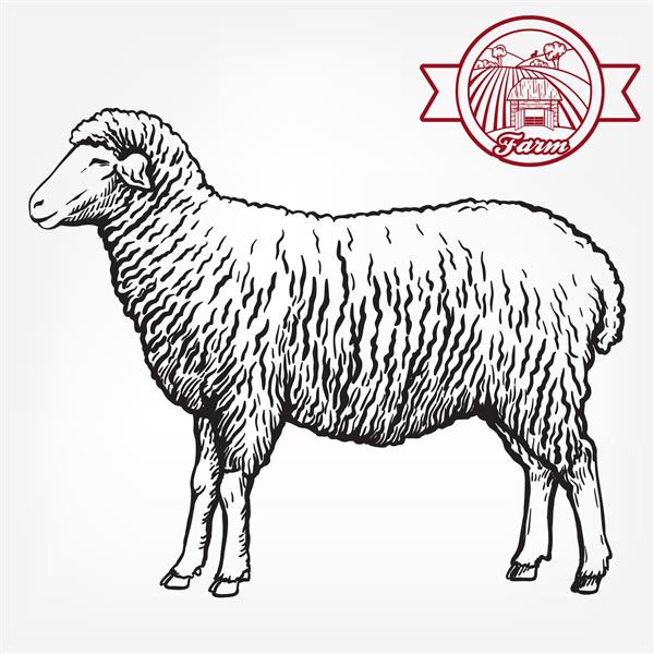 طرحی از گوسفند که با دست کشیده شده است دام پروری