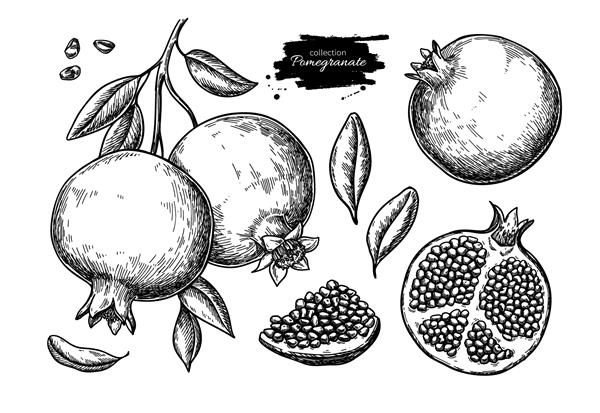 مجموعه طراحی وکتور انار تصویر میوه های استوایی با دست کشیده شده است میوه تابستانی حکاکی شده اشیاء کامل و برش خورده با برگ و دانه طرح گیاه شناسی قدیمی برای طراحی بسته بندی آب میوه