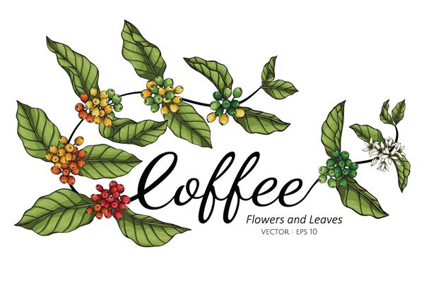 تصویر طراحی گل و برگ قهوه با هنر خط روی پس‌زمینه سفید