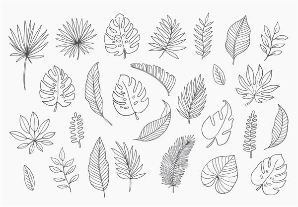برگ های استوایی به سبک ابله وکتور عناصر طراحی خط مشکی دست کشیده تصاویر گیاه شناسی تابستانی عجیب و غریب برگ Monstera نخل برگ موز